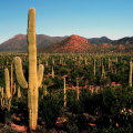 Moving to Tucson AZ: Everything You Need to Know